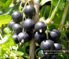 Заголовок